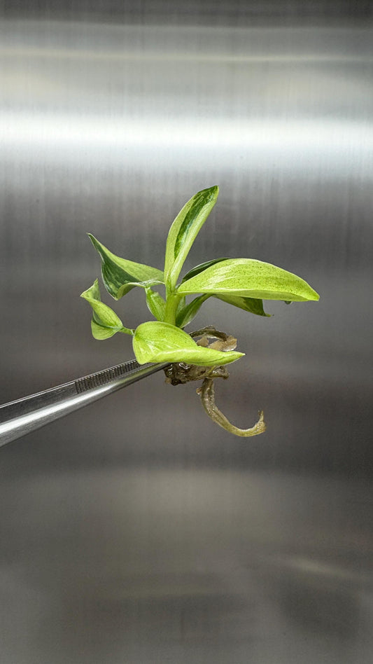 Philodendron Billietiae x Jose Buono Variegated Tissue Culture (1 item/bag)