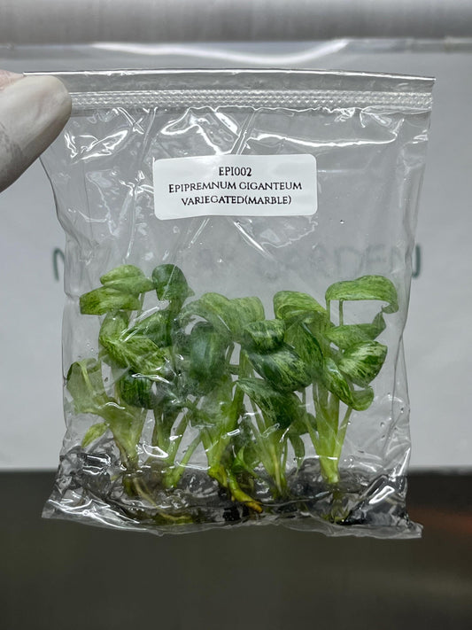 Epipremnum Giganteum Marble Variegated Tissue Culture (5 items/bag)