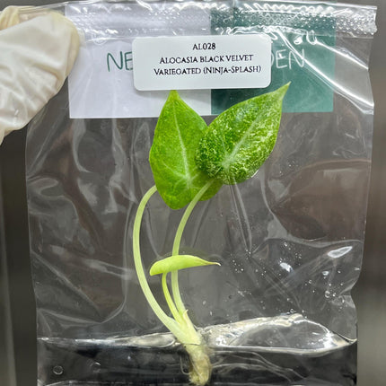 Alocasia Black Velvet Ninja-Splash Variegated Tissue Culture (1 item/bag)