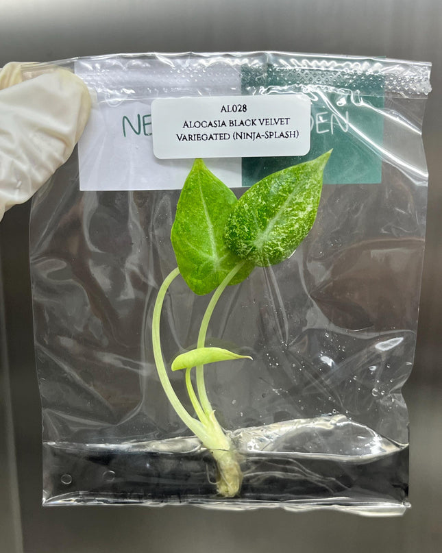 Alocasia Black Velvet Ninja-Splash Variegated Tissue Culture (1 item/bag)