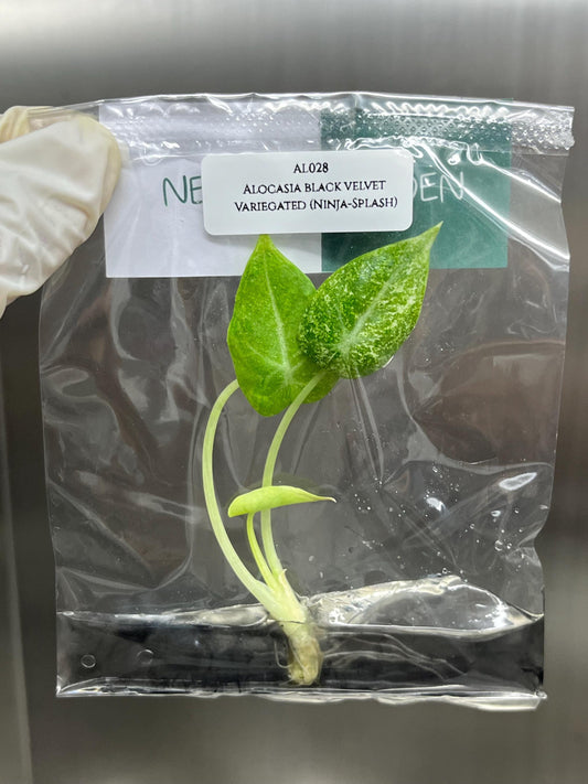Alocasia Black Velvet Ninja-Splash Variegated Tissue Culture (1 item/bag)
