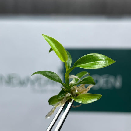 Philodendron Brandtianum Tissue Culture (5 items/bag)