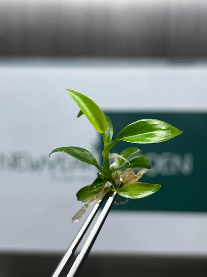 Philodendron Brandtianum Tissue Culture (5 items/bag)