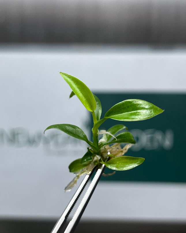 Philodendron Brandtianum Tissue Culture (5 items/bag)