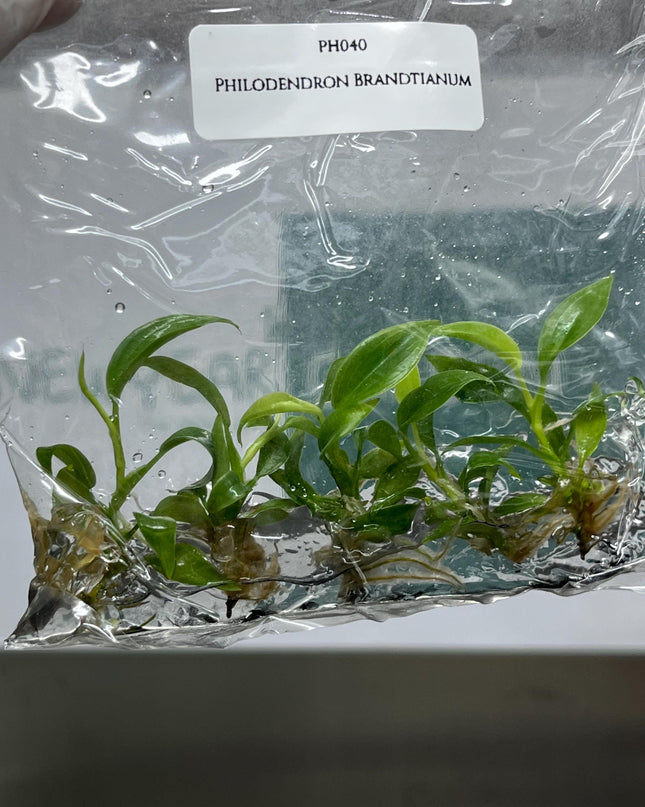 Philodendron Brandtianum Tissue Culture (5 items/bag)