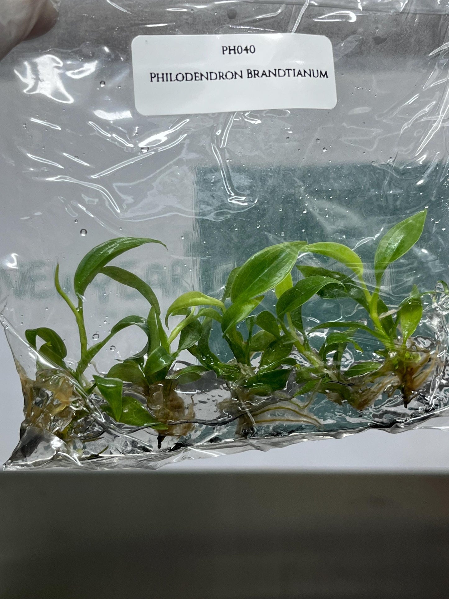 Philodendron Brandtianum Tissue Culture (5 items/bag)