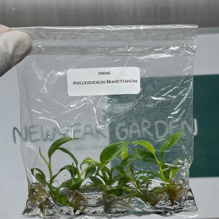 Philodendron Brandtianum Tissue Culture (5 items/bag)