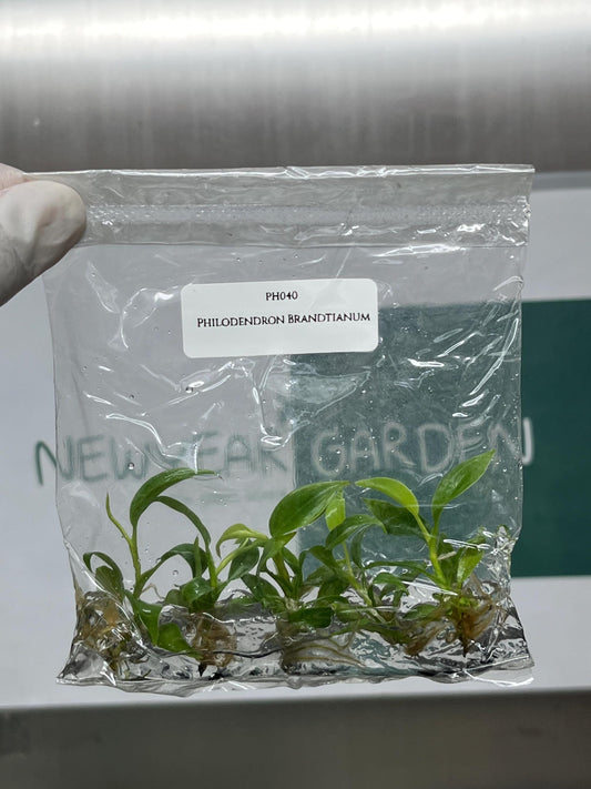 Philodendron Brandtianum Tissue Culture (5 items/bag)