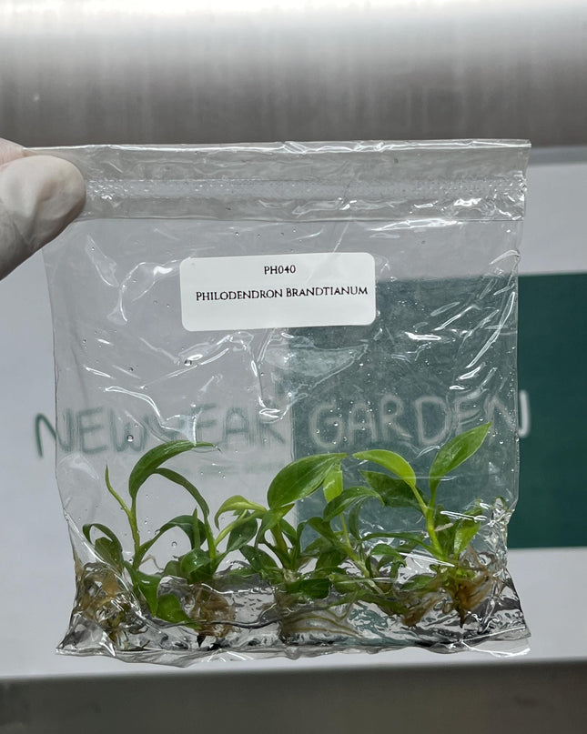 Philodendron Brandtianum Tissue Culture (5 items/bag)