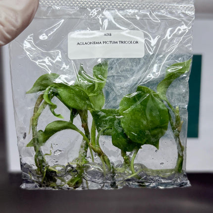Aglaonema Pictum Tricolor Tissue Culture (5 items/bag)