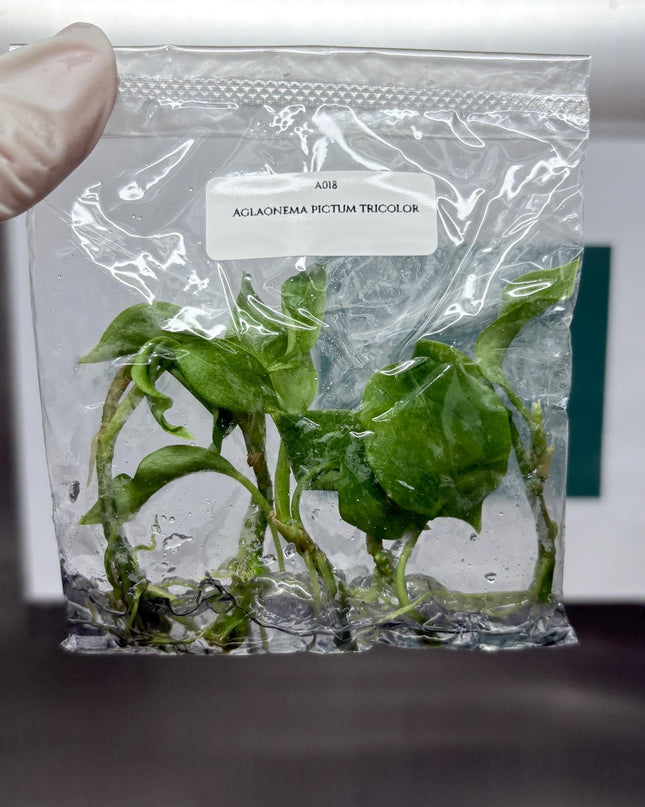 Aglaonema Pictum Tricolor Tissue Culture (5 items/bag)