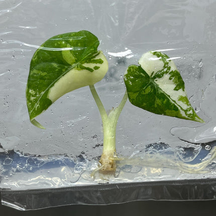 Alocasia Maharani Albo Variegated Tissue Culture (1 item/bag)