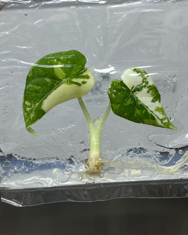 Alocasia Maharani Albo Variegated Tissue Culture (1 item/bag)