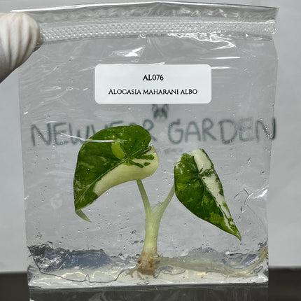 Alocasia Maharani Albo Variegated Tissue Culture (1 item/bag)