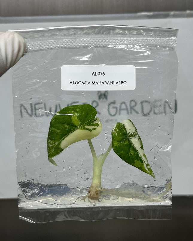 Alocasia Maharani Albo Variegated Tissue Culture (1 item/bag)