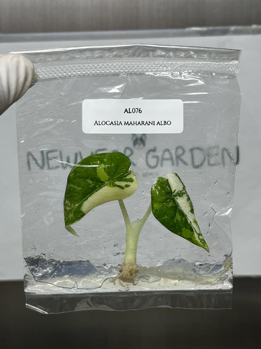 Alocasia Maharani Albo Variegated Tissue Culture (1 item/bag)
