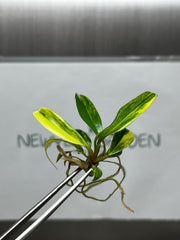 Philodendron Caramel Marble Variegated (1 plant/bag) Tissue Culture