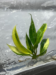 Philodendron Caramel Marble Variegated (1 plant/bag) Tissue Culture
