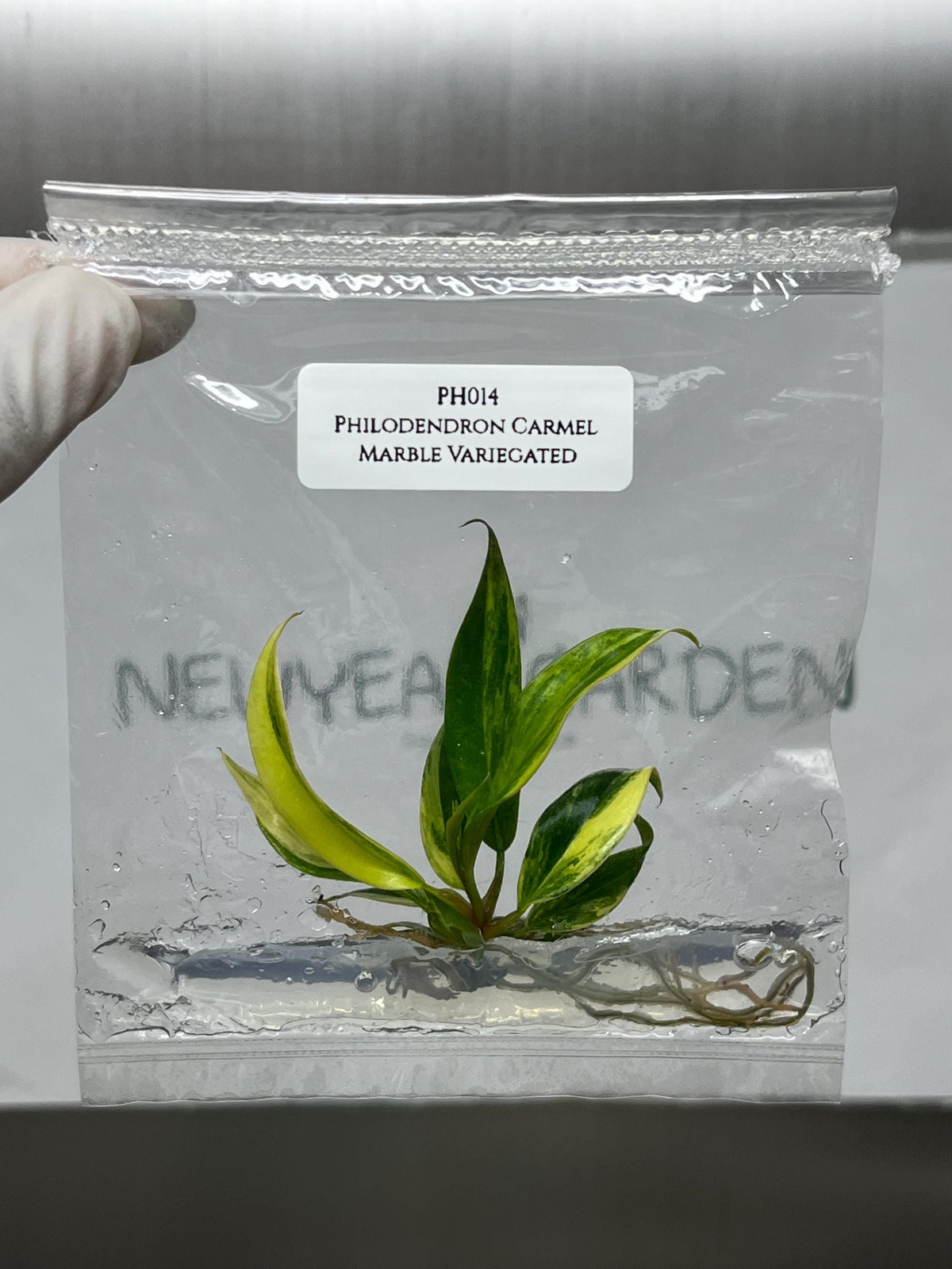 Philodendron Caramel Marble Variegated (1 plant/bag) Tissue Culture