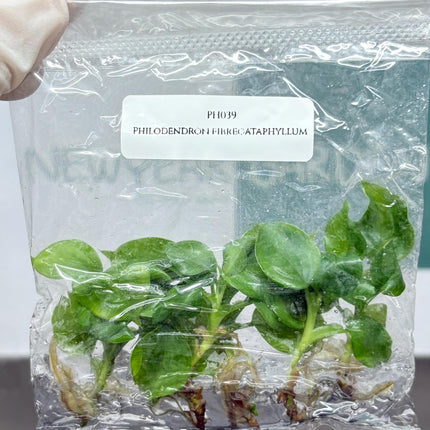 Philodendron Fibrecataphyllum Tissue Culture (5 items/bag)