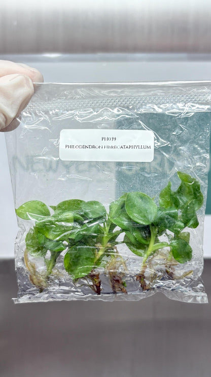 Philodendron Fibrecataphyllum Tissue Culture (5 items/bag)