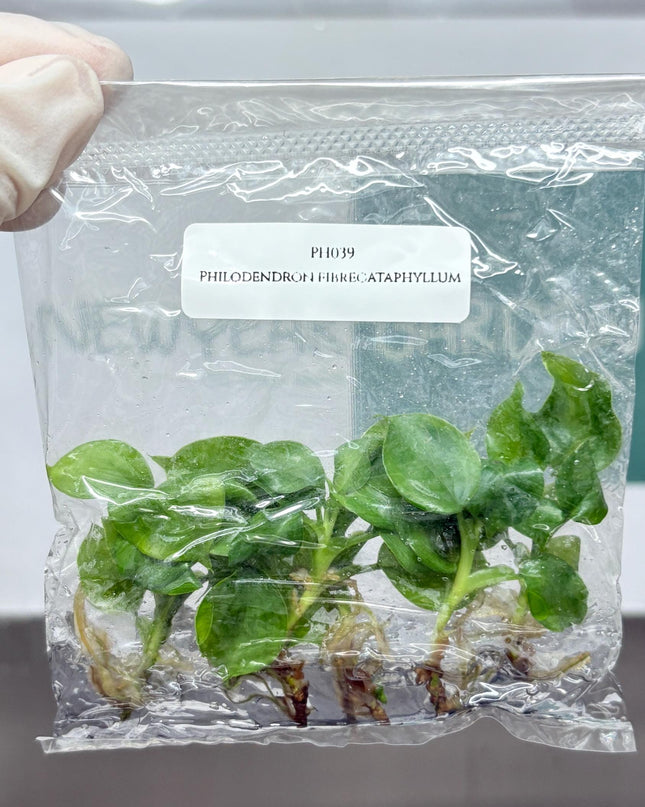 Philodendron Fibrecataphyllum Tissue Culture (5 items/bag)