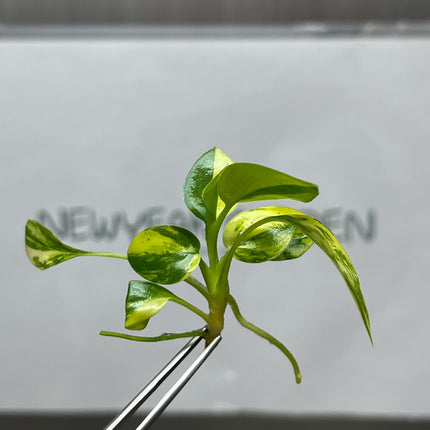 Philodendron Warscewiczii Variegated Tissue Culture (1 item/bag)