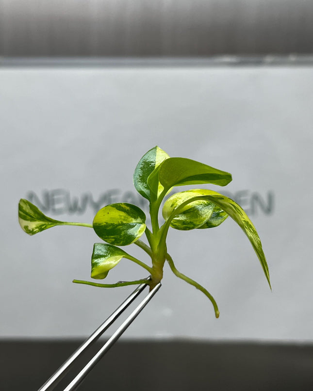 Philodendron Warscewiczii Variegated Tissue Culture (1 item/bag)