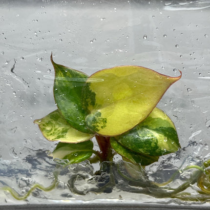 Philodendron Billietiae x Florida Beauty Variegated Tissue Culture (1 item/bag)