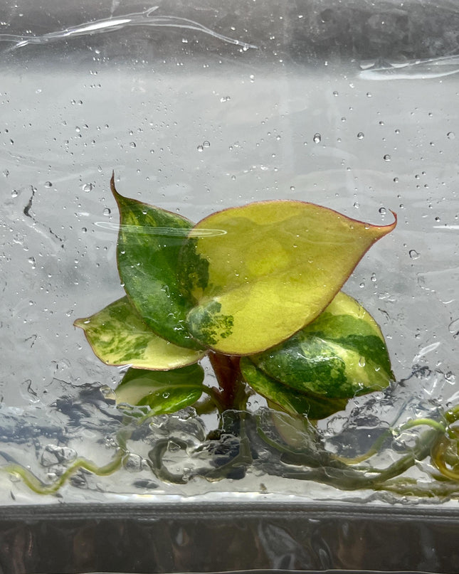 Philodendron Billietiae x Florida Beauty Variegated Tissue Culture (1 item/bag)