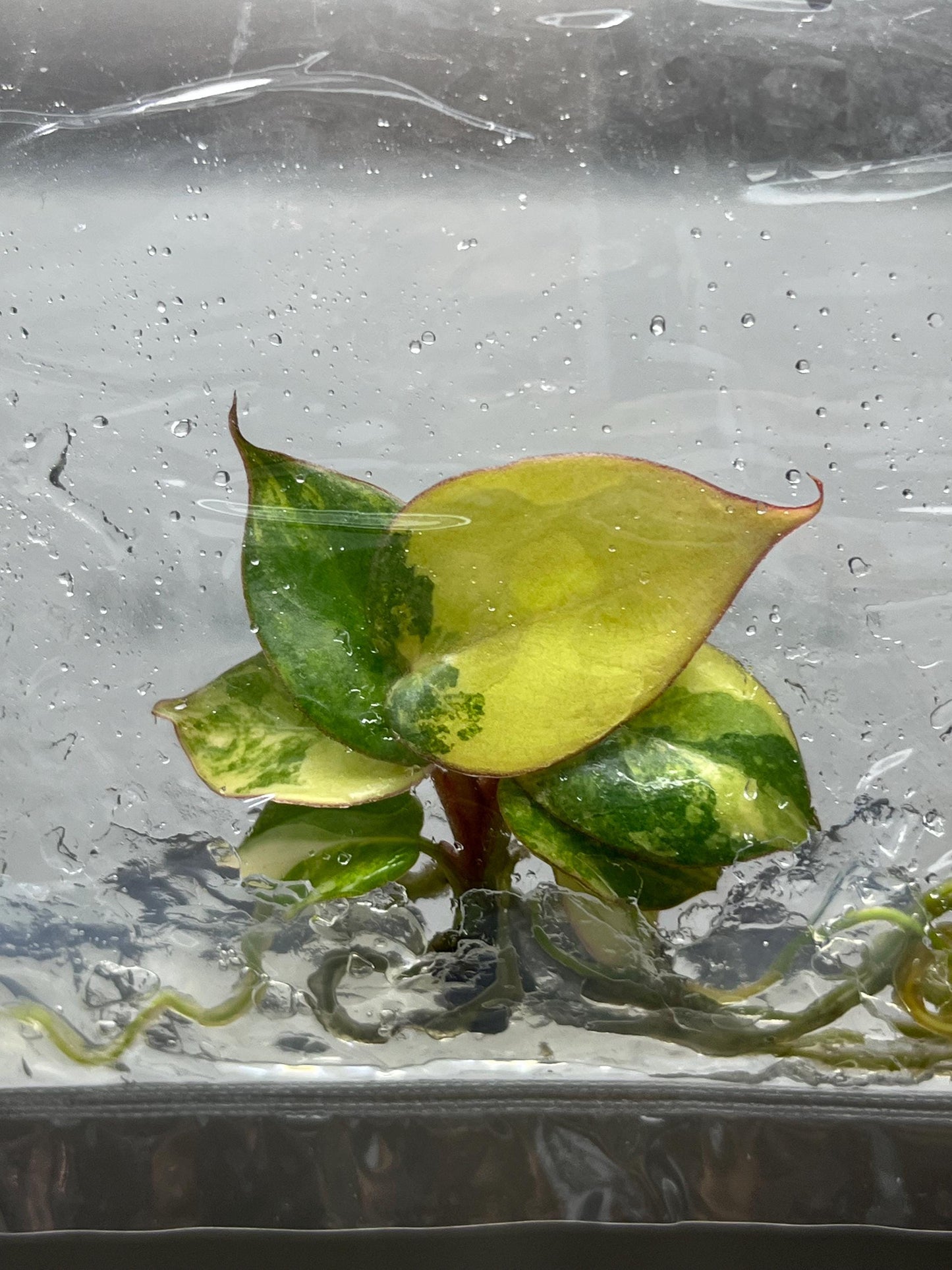 Philodendron Billietiae x Florida Beauty Variegated Tissue Culture (1 item/bag)