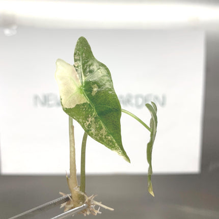 Alocasia Nobilis Pink-Albo Variegated Tissue Culture (1 item/bag)