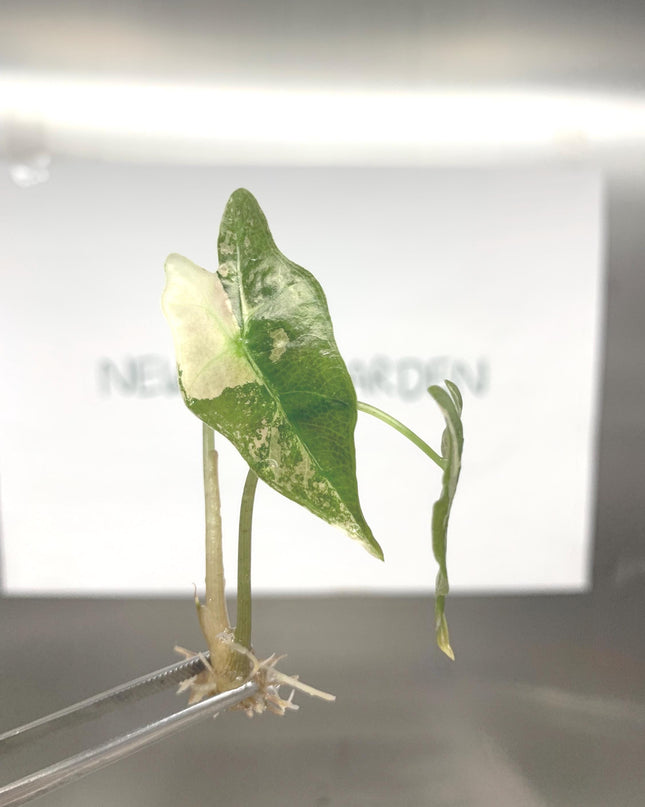 Alocasia Nobilis Pink-Albo Variegated Tissue Culture (1 item/bag)