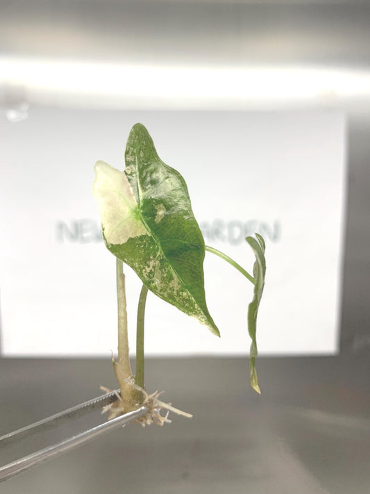 Alocasia Nobilis Pink-Albo Variegated Tissue Culture (1 item/bag)