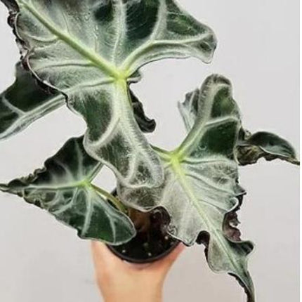 Alocasia Loco Tissue Culture (5 items/bag)