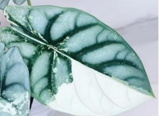 Alocasia Silver Dragon Albo Variegated Tissue Culture (1 item/bag)