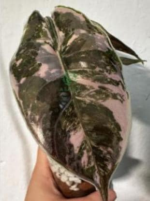 Alocasia Azlanii Variegated (Pink-Albo) Tissue Culture (1 plant/bag)