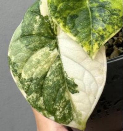 Alocasia Melo Albo Variegated Tissue Culture (1 item/bag)