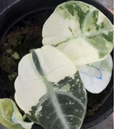 Alocasia Ninja Albo Variegated Tissue Culture (1 item/bag)
