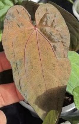 Anthurium Dark Phoenix Mint Variegated Tissue Culture (1 item/bag)