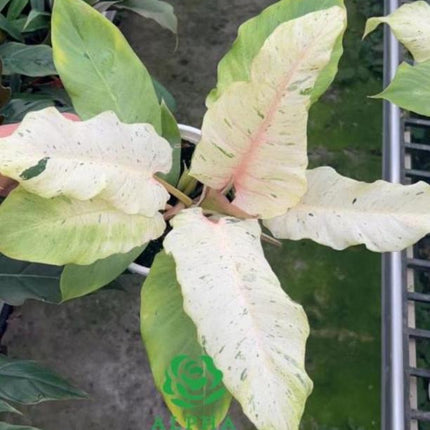 Philodendron Snowdrift Tissue Culture (5 items/bag)
