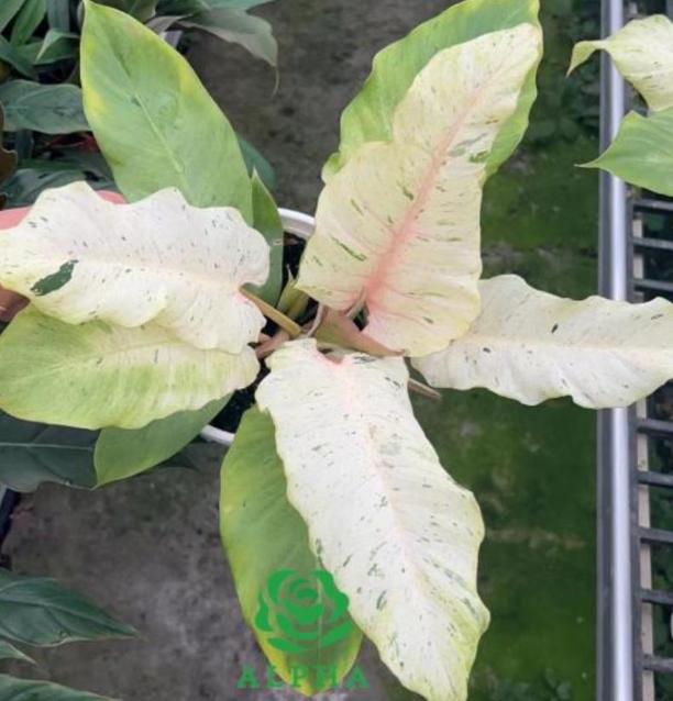 Philodendron Snowdrift Tissue Culture (5 items/bag)