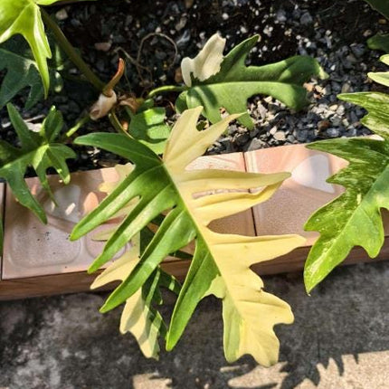 Philodendron Florida Beauty x Tortum Variegated Tissue Culture (1 item/bag)