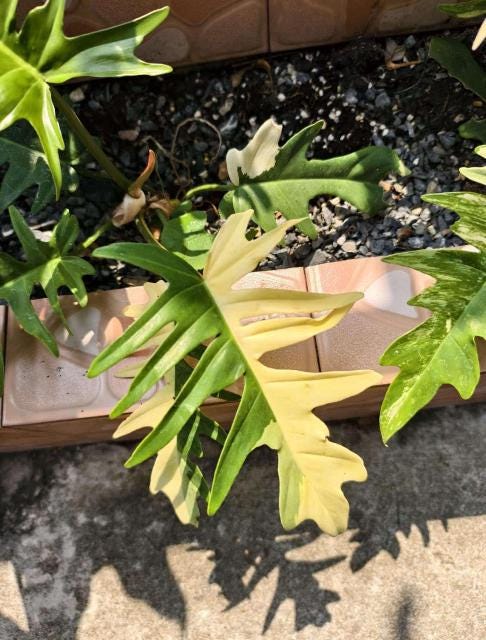 Philodendron Florida Beauty x Tortum Variegated Tissue Culture (1 item/bag)