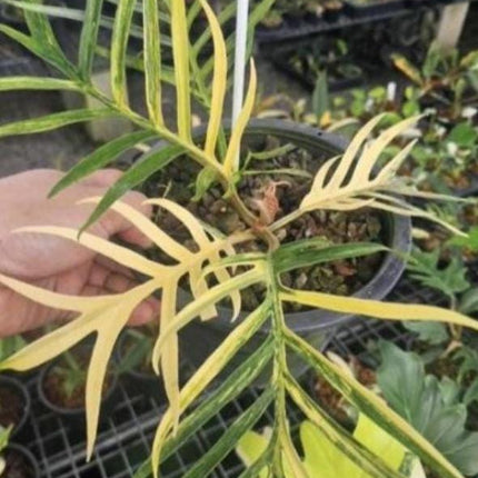 Philodendron Tortum Aurea Variegated Tissue Culture (1 item/bag)