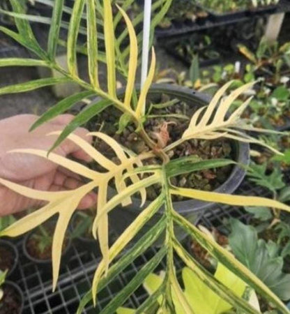 Philodendron Tortum Aurea Variegated Tissue Culture (1 item/bag)