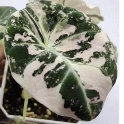 Alocasia Black Velvet Pink-Albo Variegated  Tissue Culture (1 item/bag)