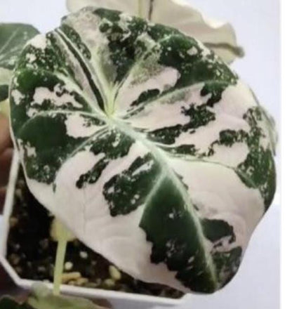 Alocasia Black Velvet Pink-Albo Variegated  Tissue Culture (1 item/bag)