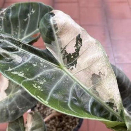 Alocasia Pink Dragon Albo Variegated Tissue Culture (1 item/bag)