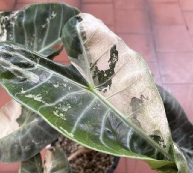 Alocasia Pink Dragon Albo Variegated Tissue Culture (1 item/bag)